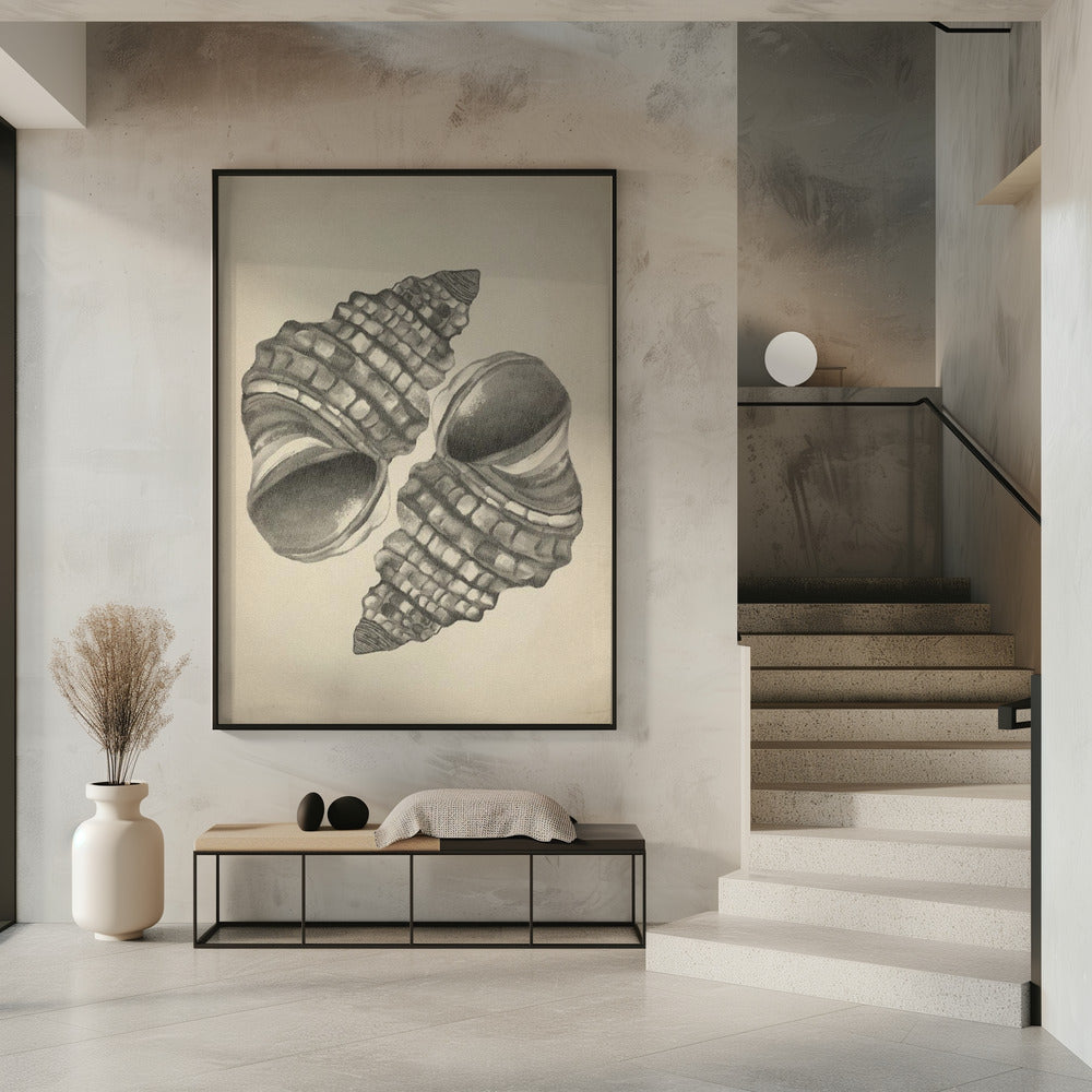 Seashells | Poster