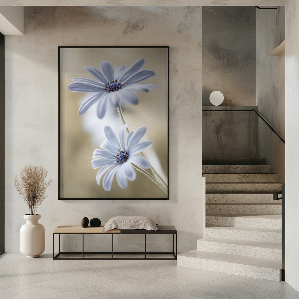Cape daisies | Poster