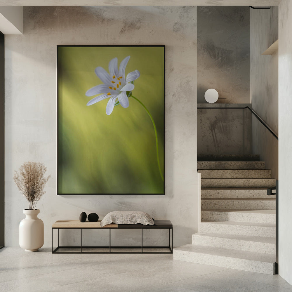 Stitchwort | Poster