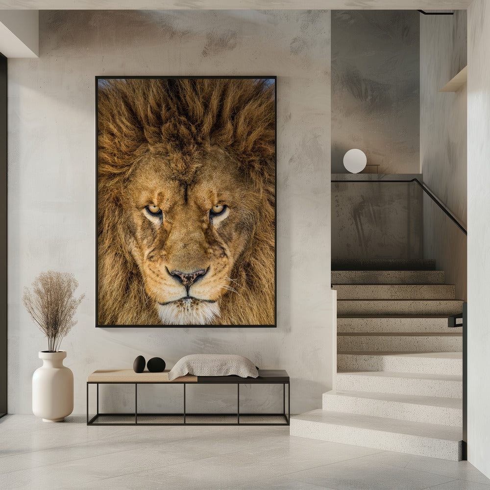 Ernsthafter Löwe | Poster
