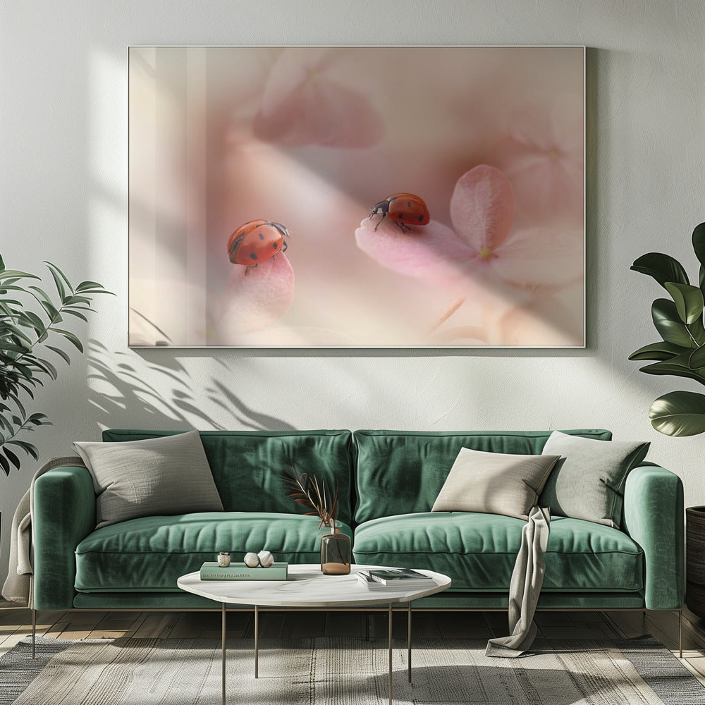 Marienkäfer auf rosa Hortensie. | Leinwand