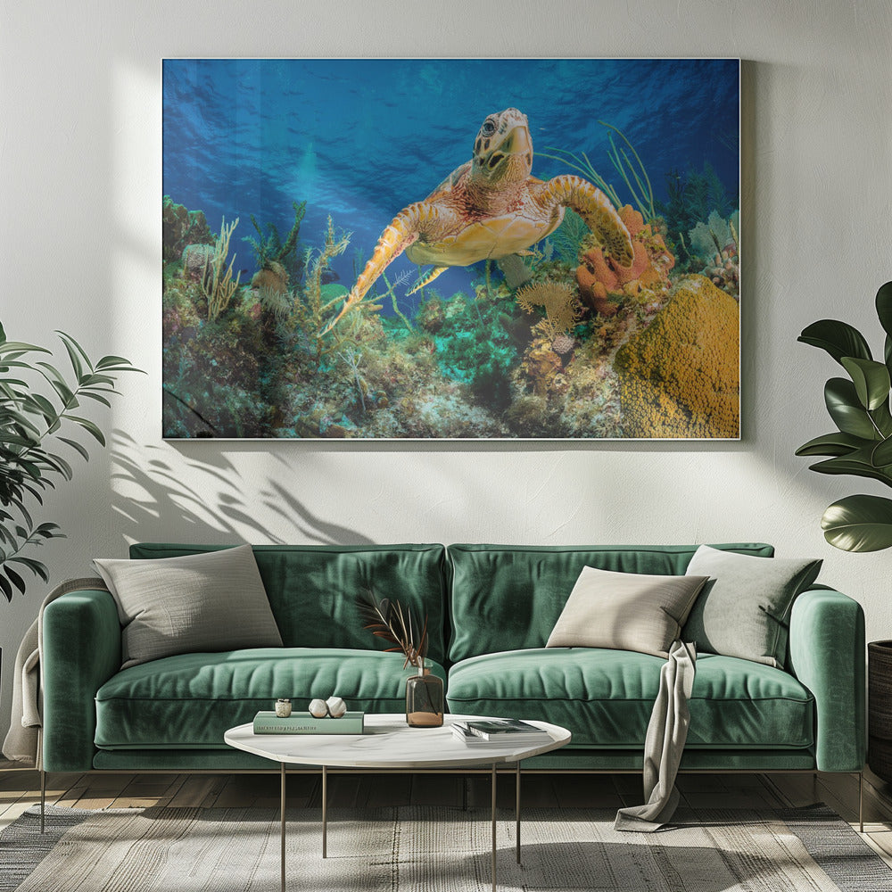 Karettschildkröte schwimmt durch karibisches Riff | Leinwand