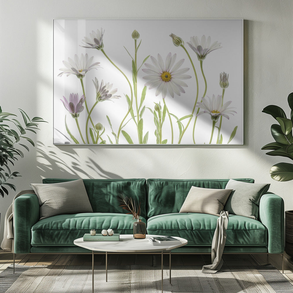 Cape Daisies | Canvas
