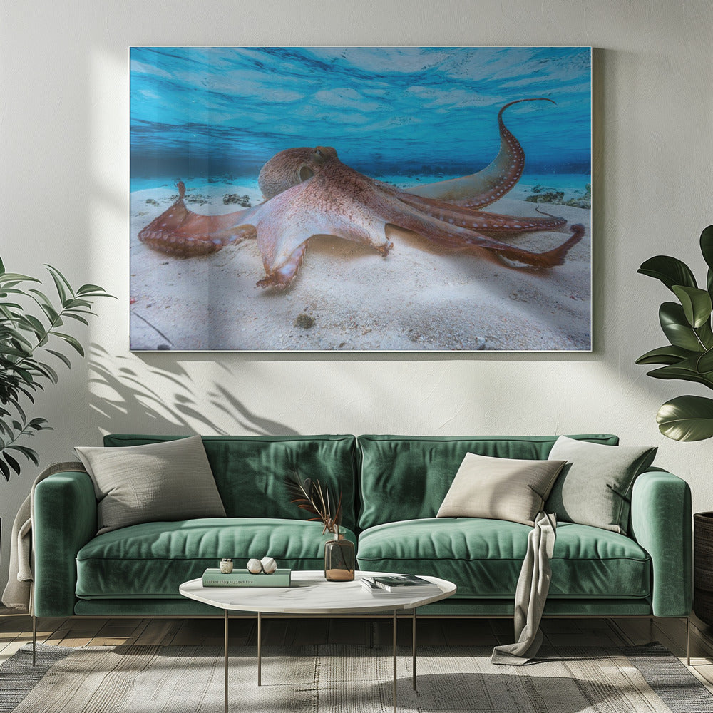 Octopus | Canvas
