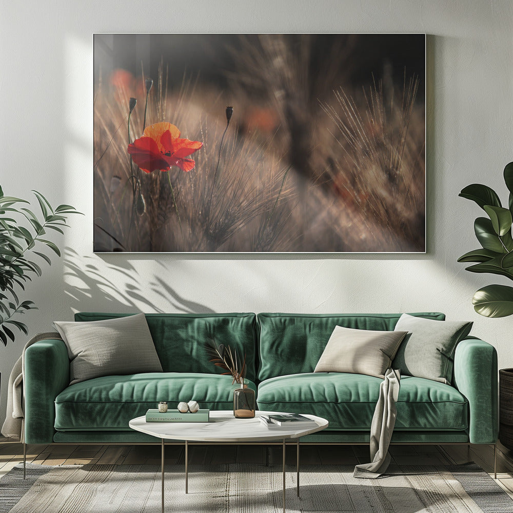 Mohn mit Mais | Leinwand