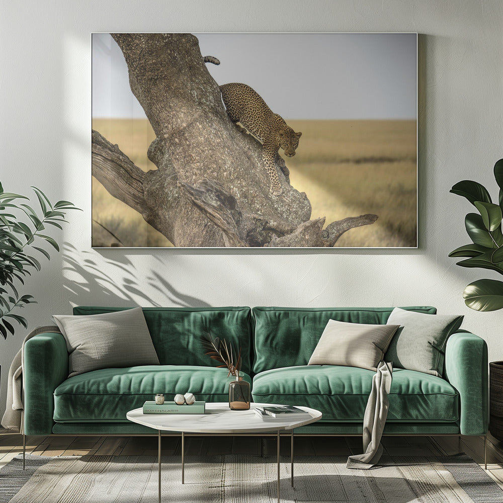Leopard - Serengeti, Tansania | Leinwand