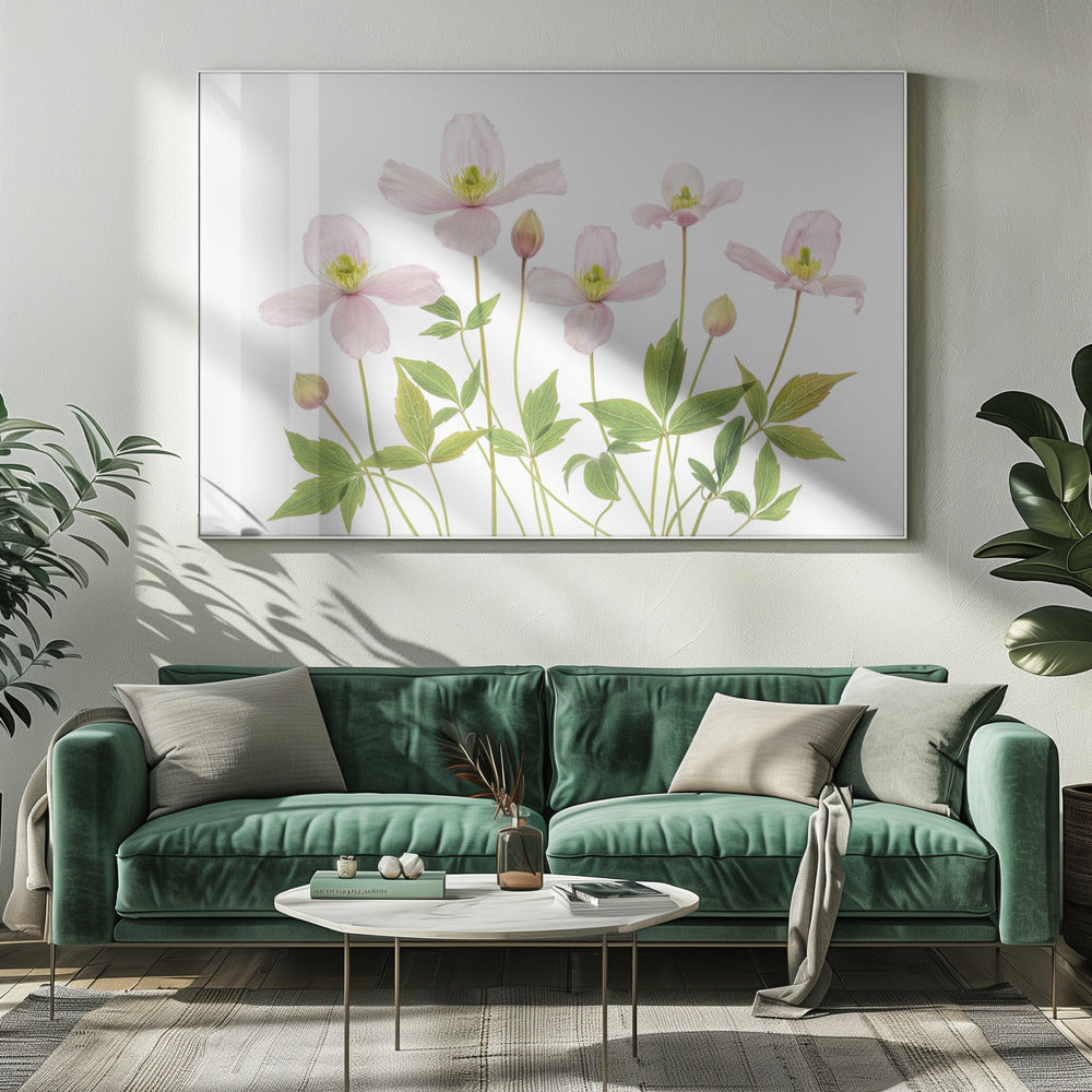 Clematis | Leinwand