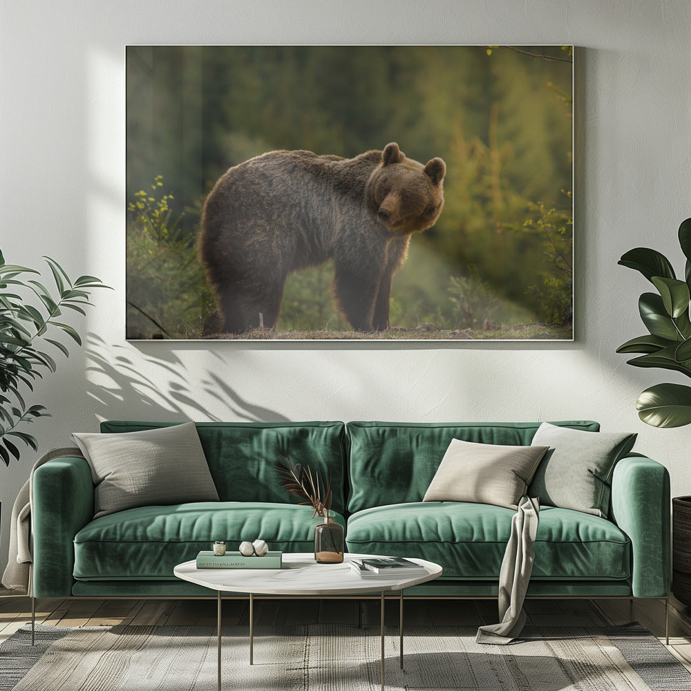 Backlit bear | Canvas