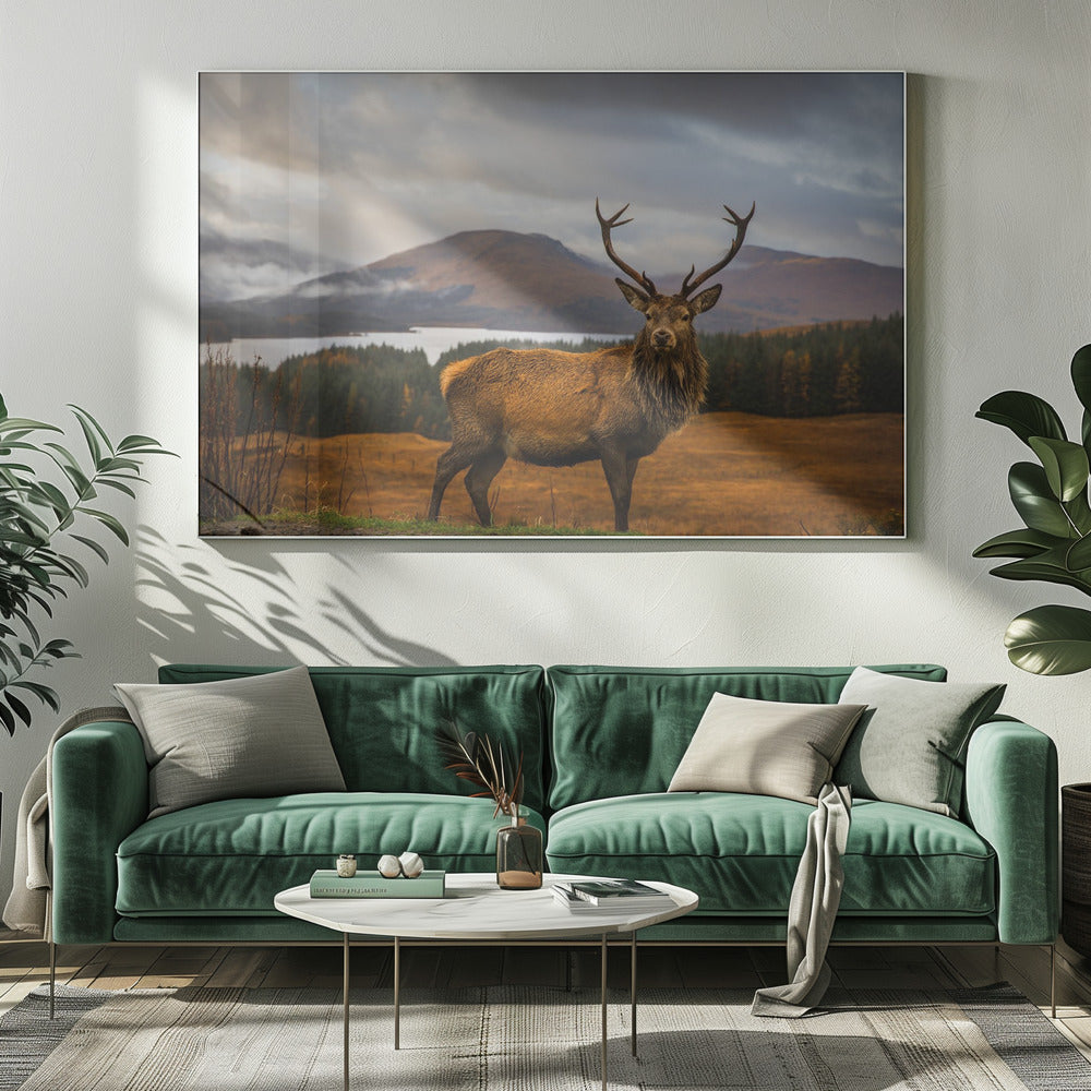 Schottischer Hirsch | Leinwand