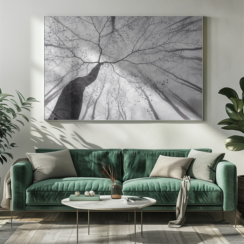 Ein Blick in die Baumkrone | Leinwand