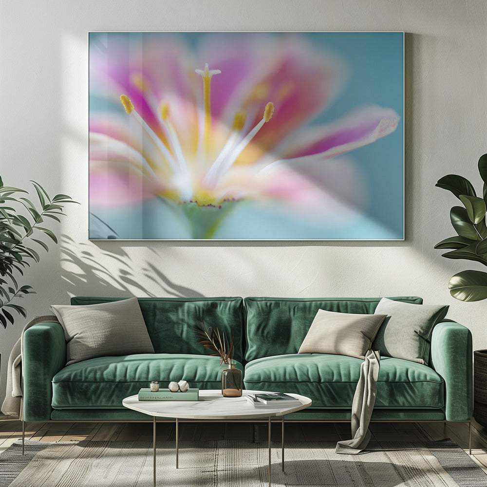 Lewisia | Leinwand
