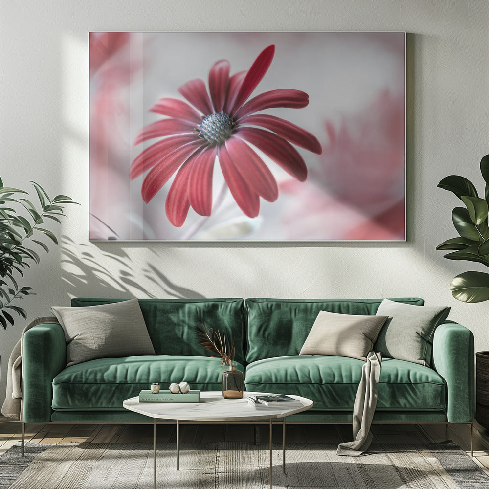 Daisy | Canvas