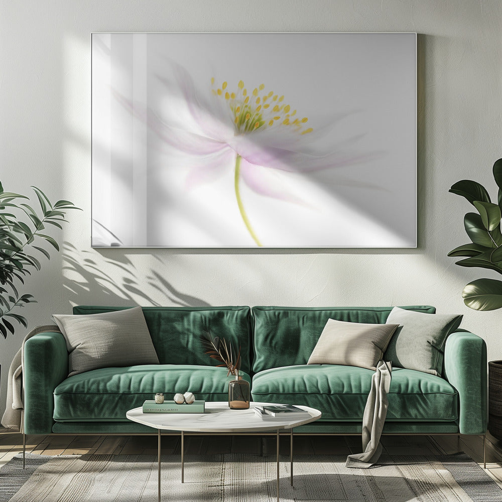 Nemorosa | Canvas