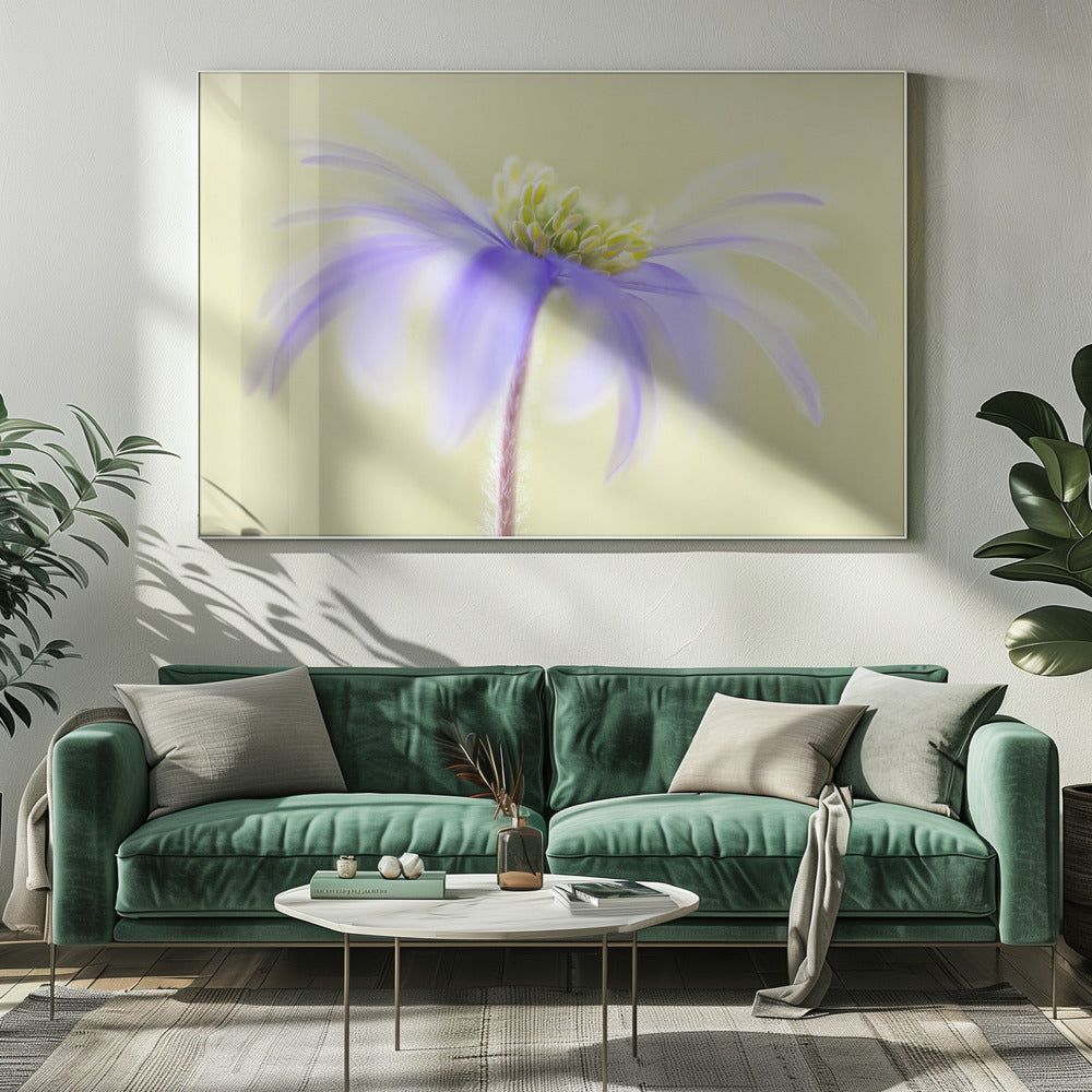 Anemone Blanda | Leinwand