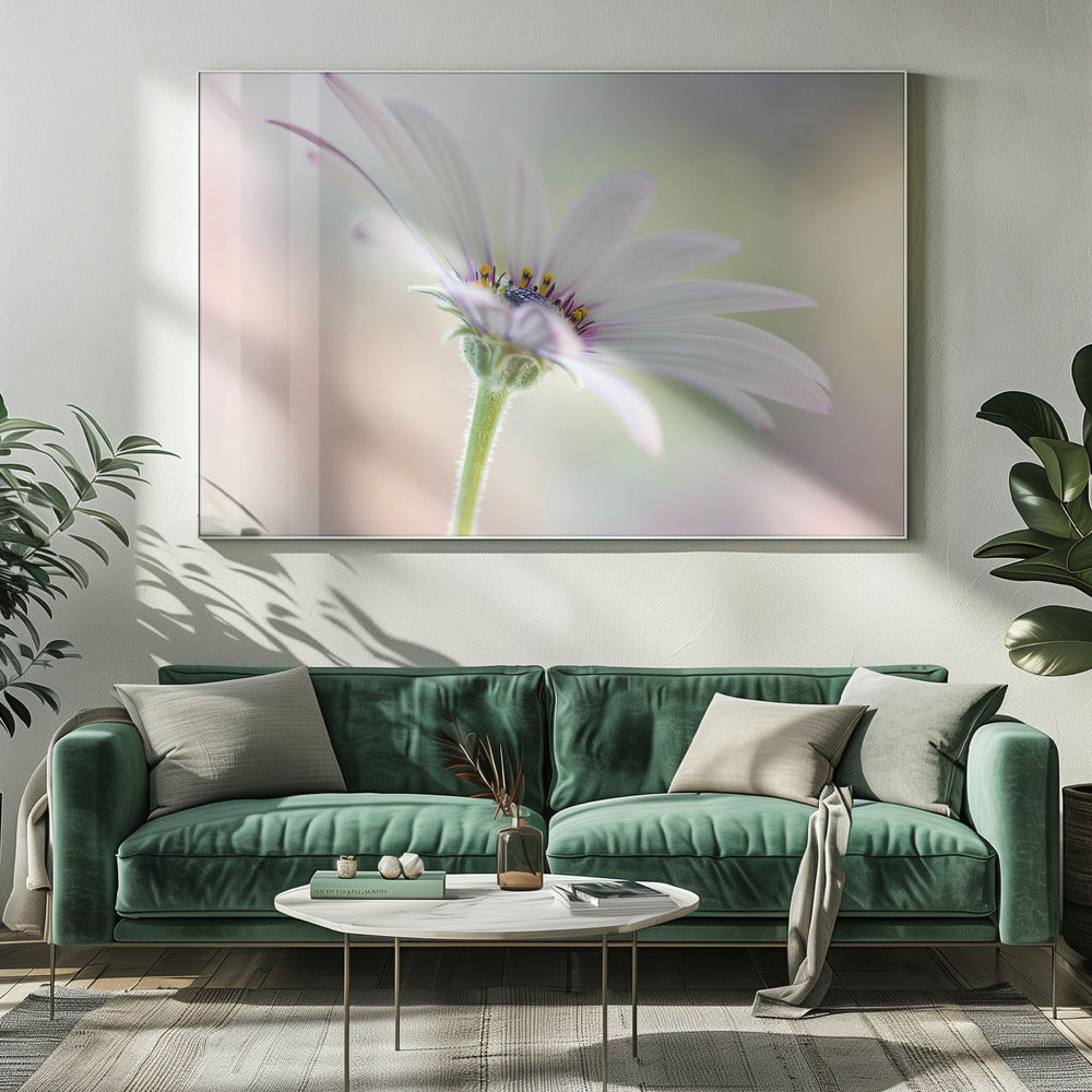 Cape Daisy | Leinwand