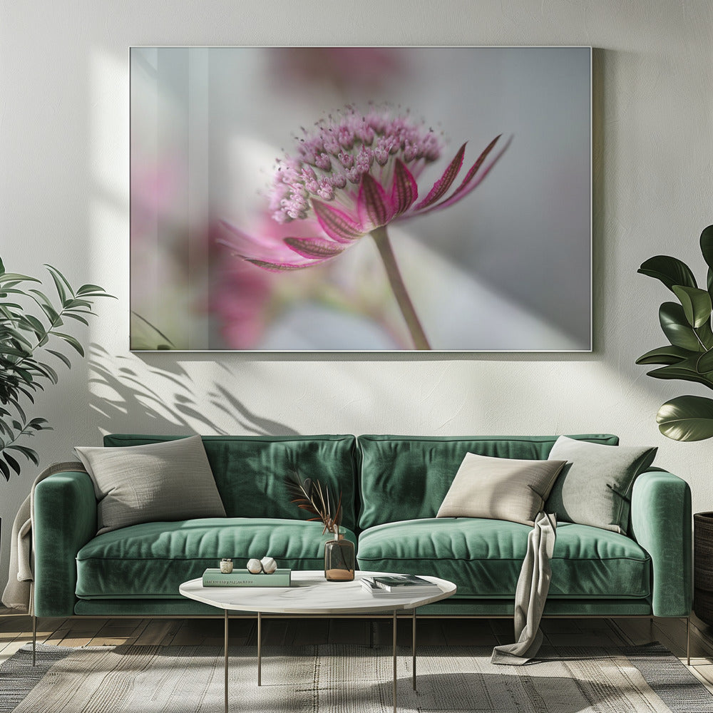 Astrantia | Leinwand