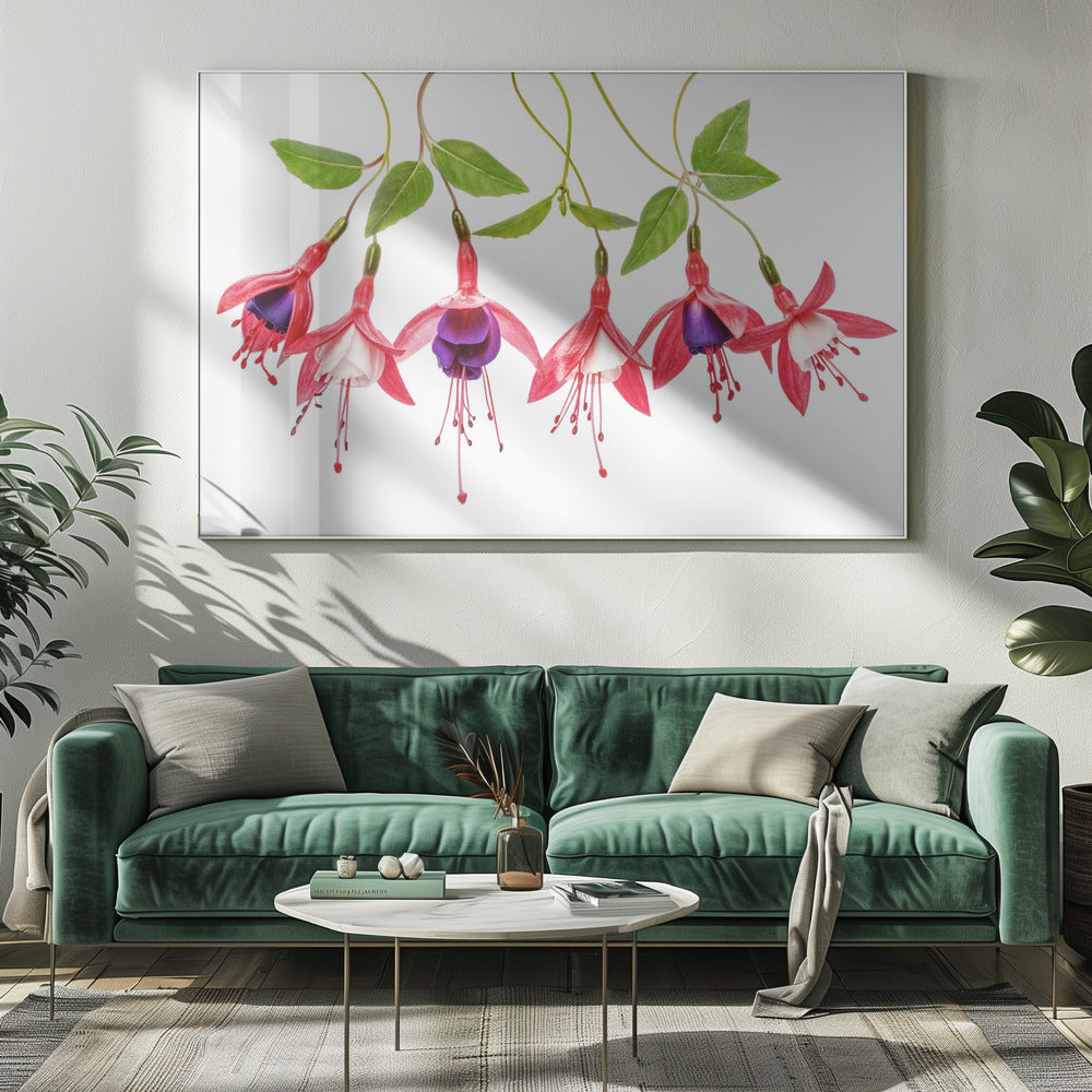 .Fuchsia. | Leinwand