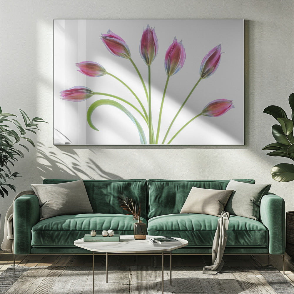 Tulipa | Leinwand