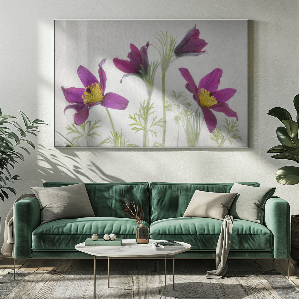 Pulsatilla | Leinwand