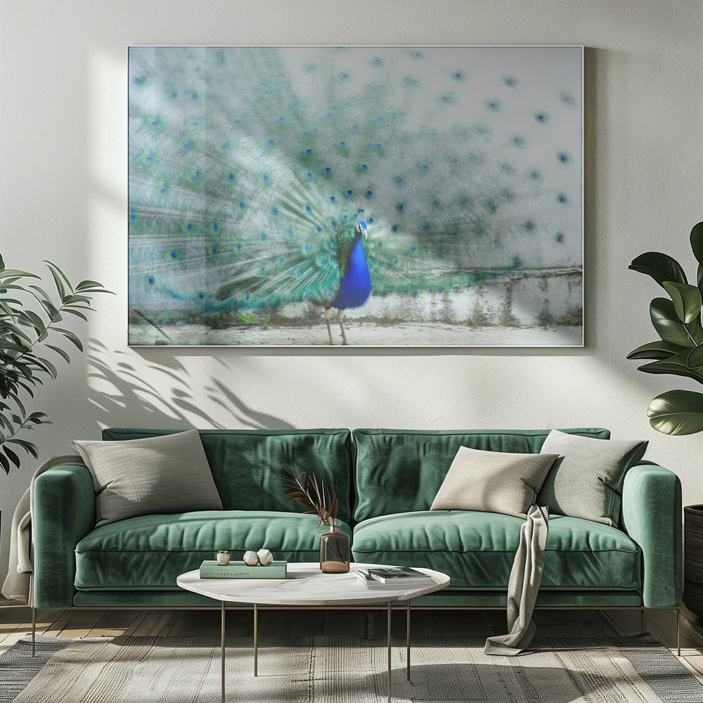 Pfau | Leinwand