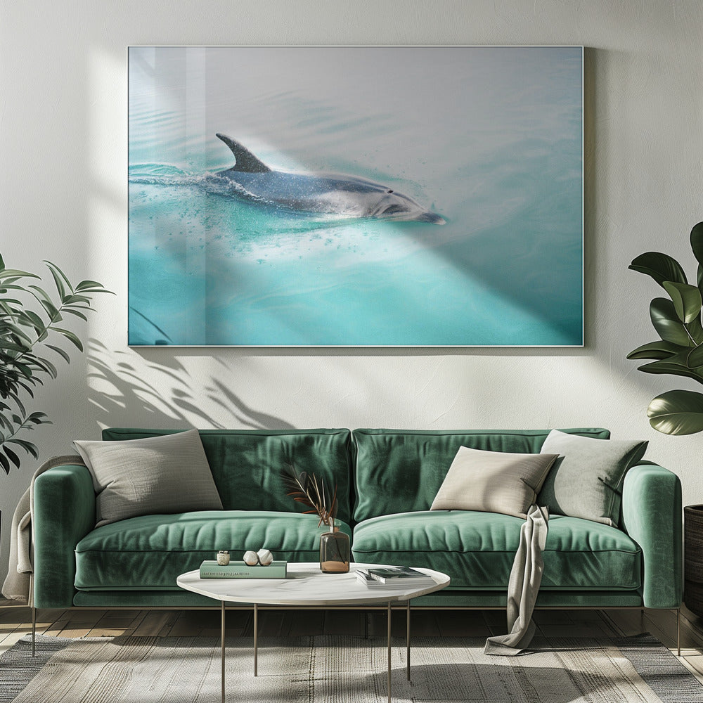 Delfin NZ Northern | Leinwand
