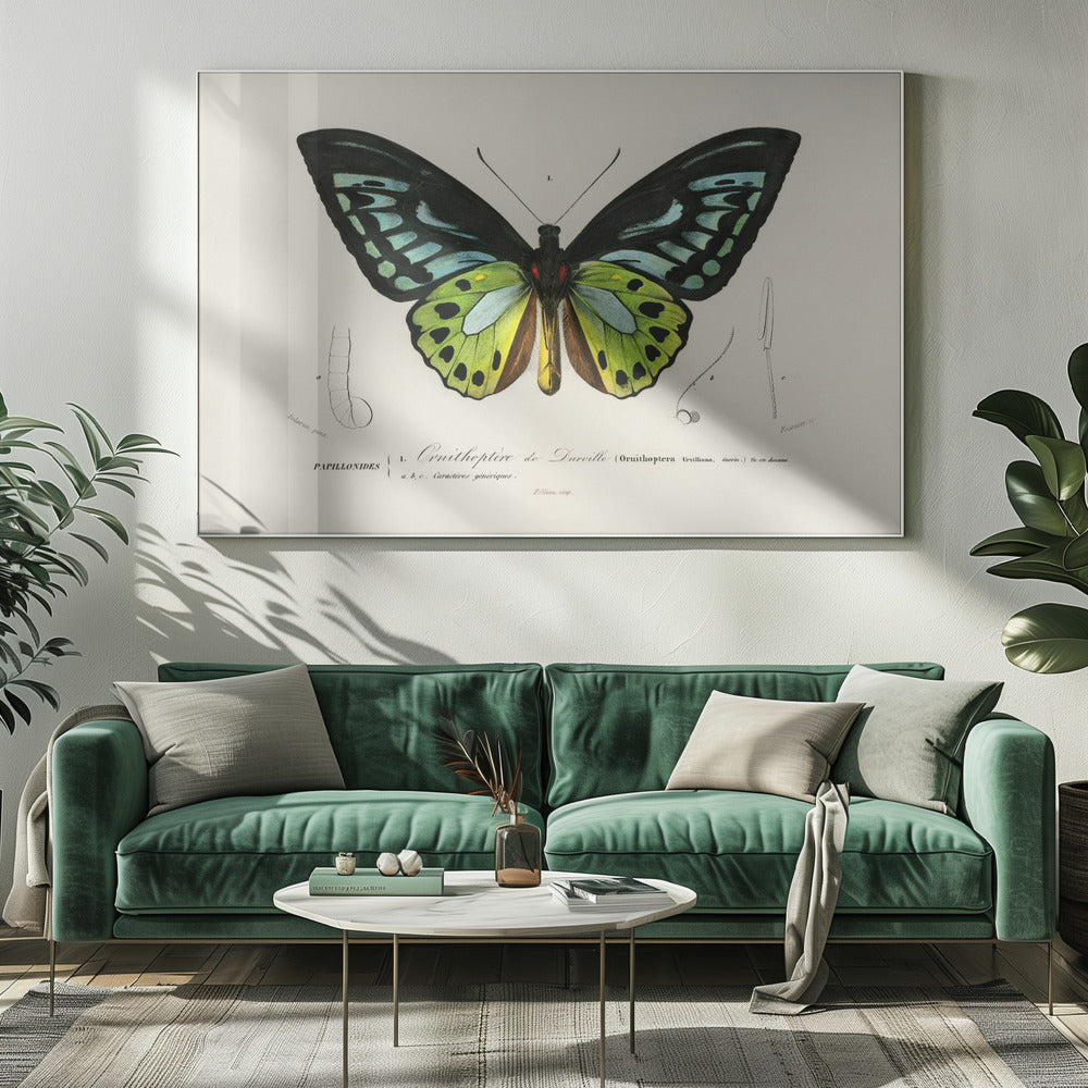 Green Birdwing Butterfly | Canvas