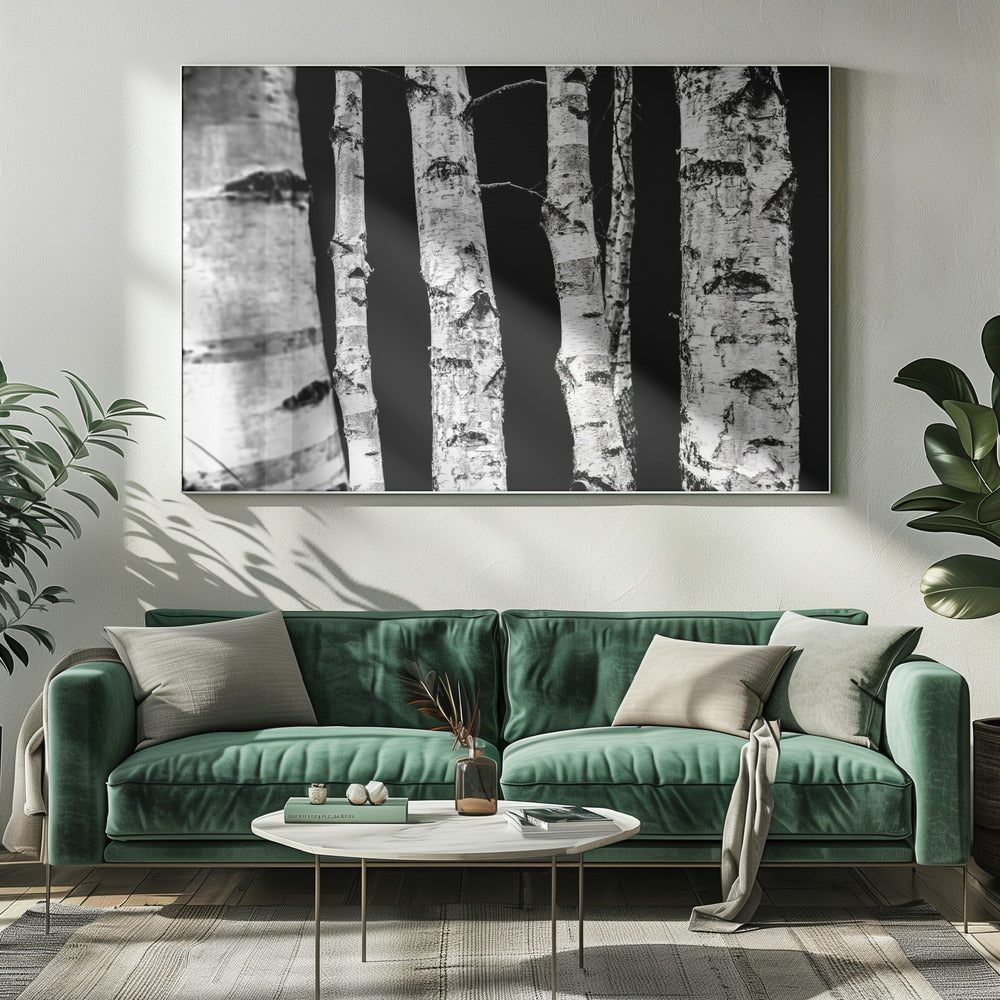 Birken | Leinwand