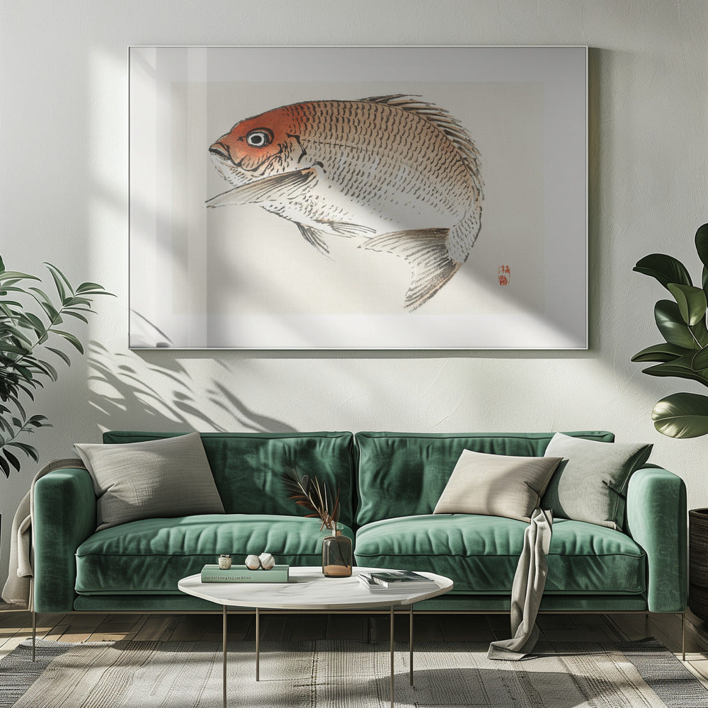 Tai (Rote Meerbrasse) Fisch | Leinwand