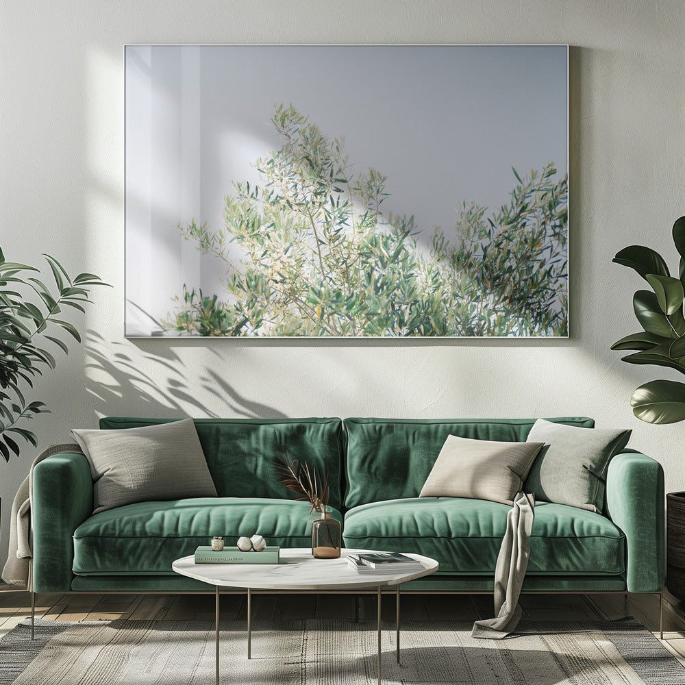 Oliven in Ostuni | Italien Reisefotografie | Leinwand