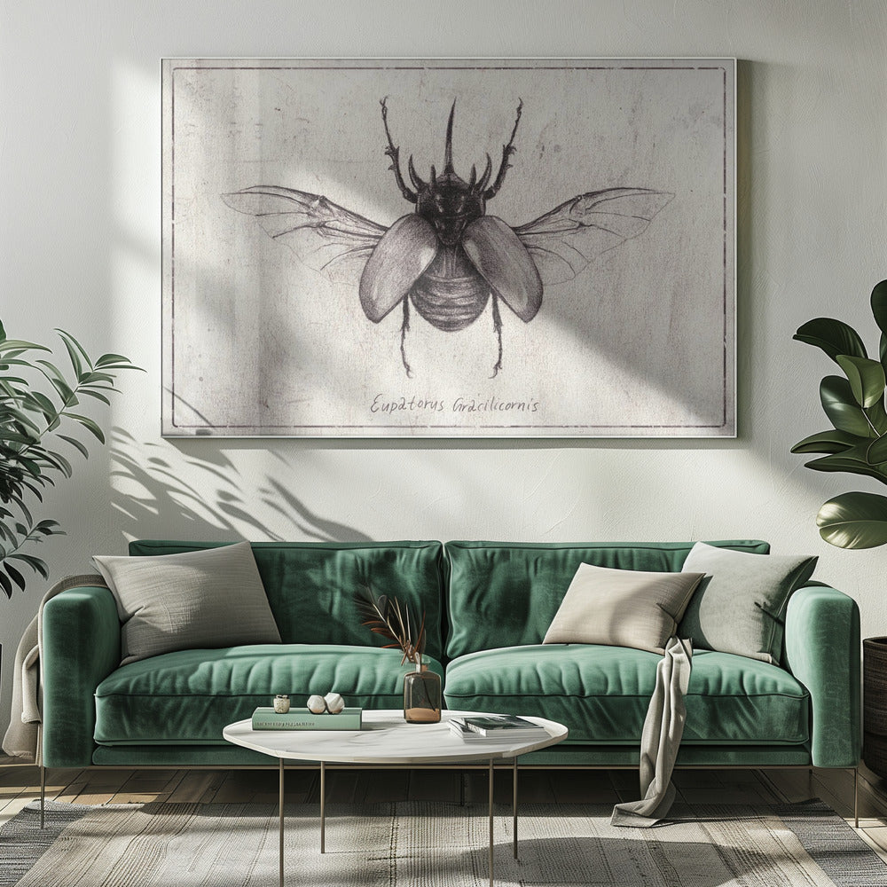 Bleistiftzeichnung eines Käfers Eupatorus Gracilicornis | Leinwand