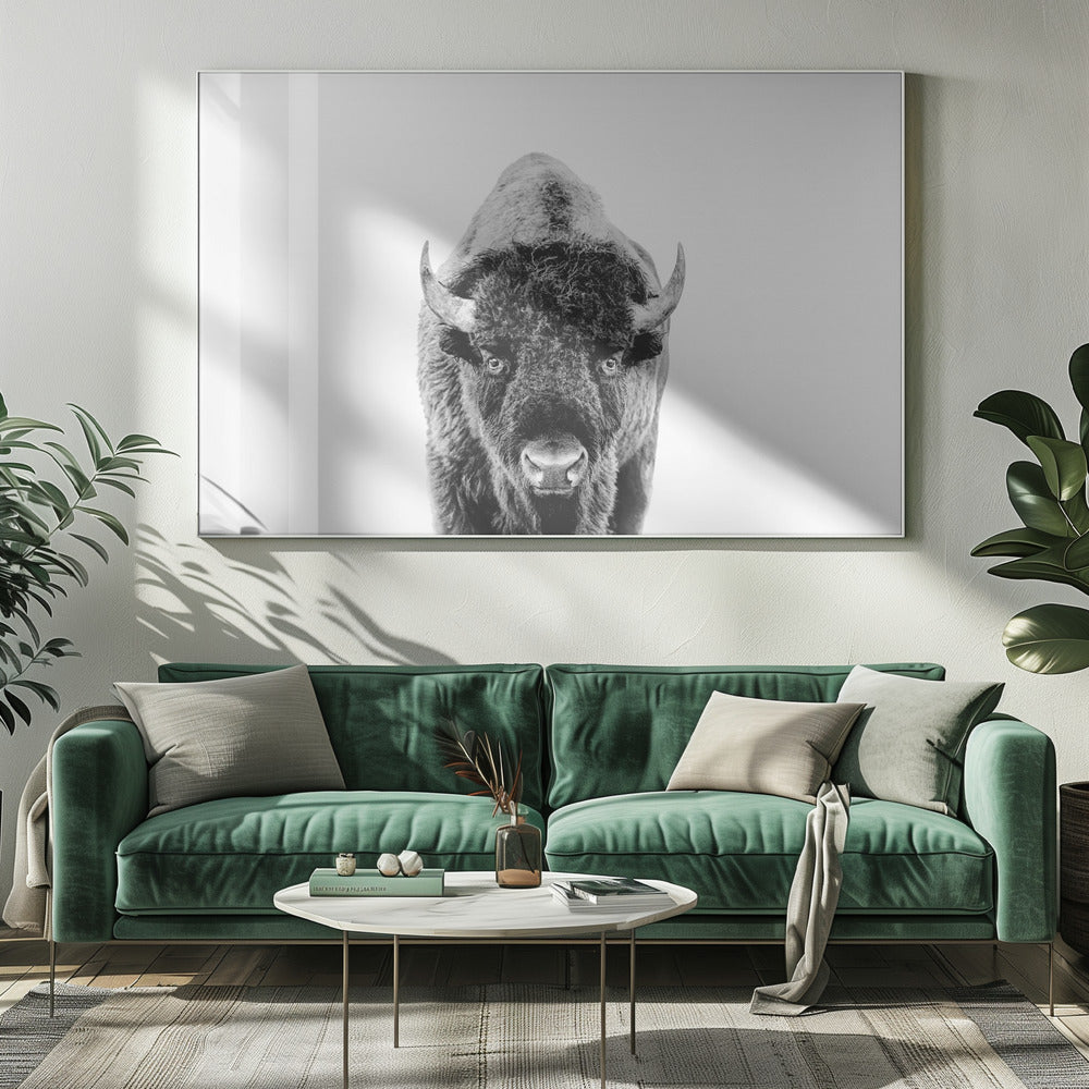 Bison Bw | Leinwand