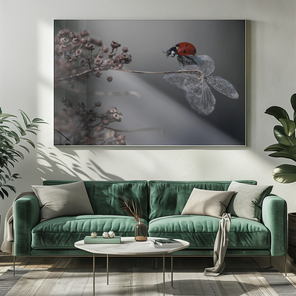 Ladybird on hydrangea. | Canvas