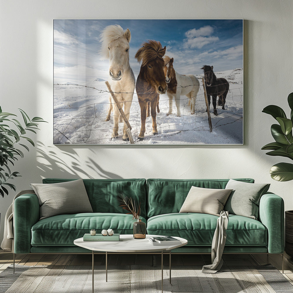 Isländische Frisur | Leinwand
