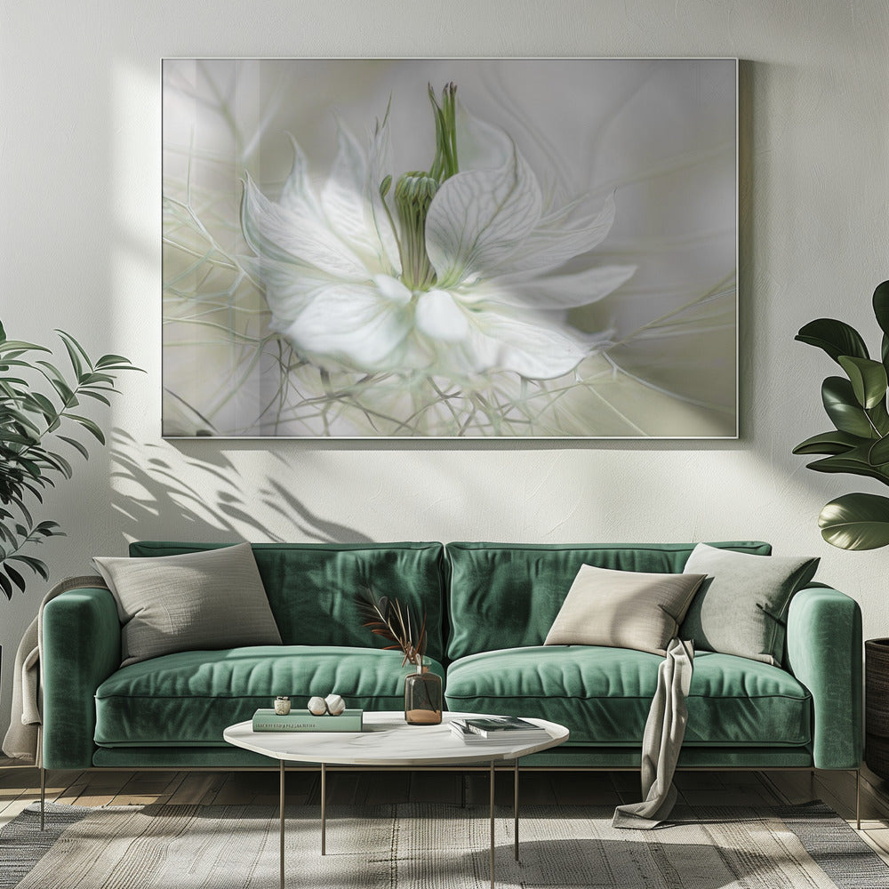 Nigella | Canvas