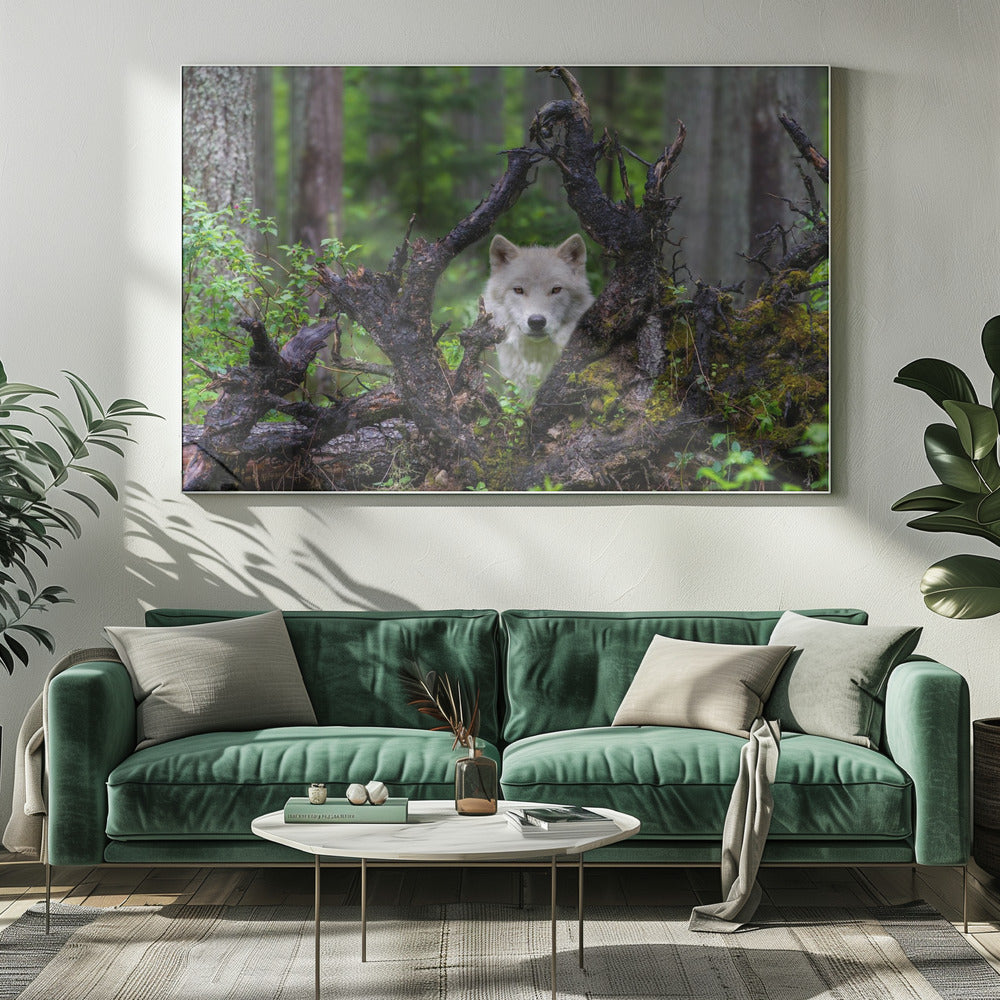 Wolf | Canvas