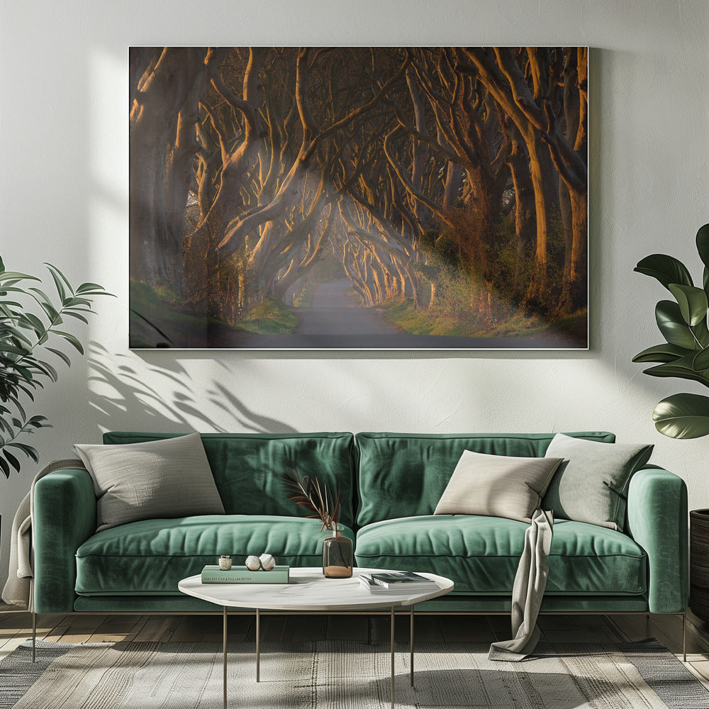 The Dark Hedges in the Morning Sunshine | Canvas