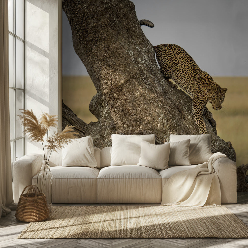 Leopard - Serengeti, Tansania | Hintergrundbild