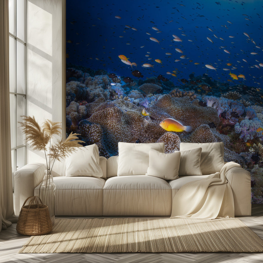 Anemonen und Fahnenbarsche | Hintergrundbild