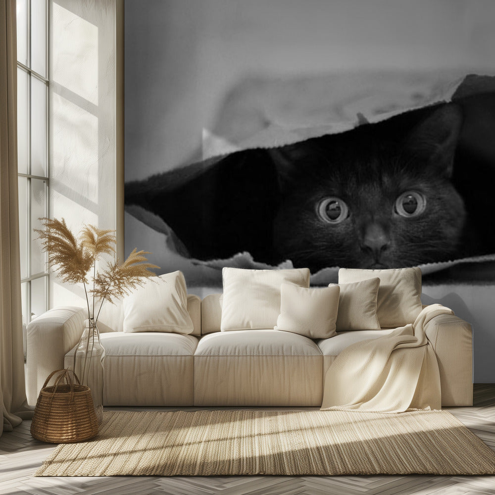 Katze im Sack | Tapete