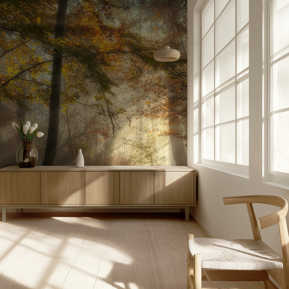 Die Lichter des Waldes | Hintergrundbild