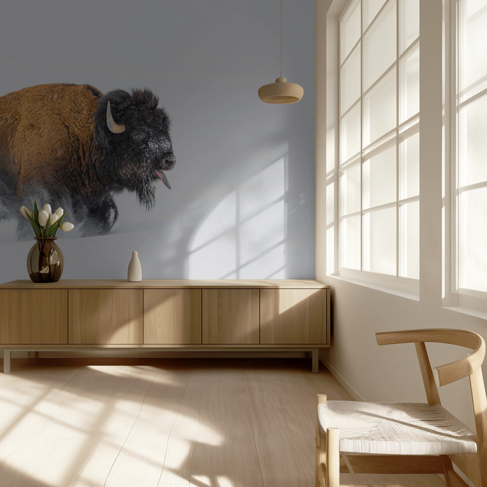 Bison im Schnee | Hintergrundbild