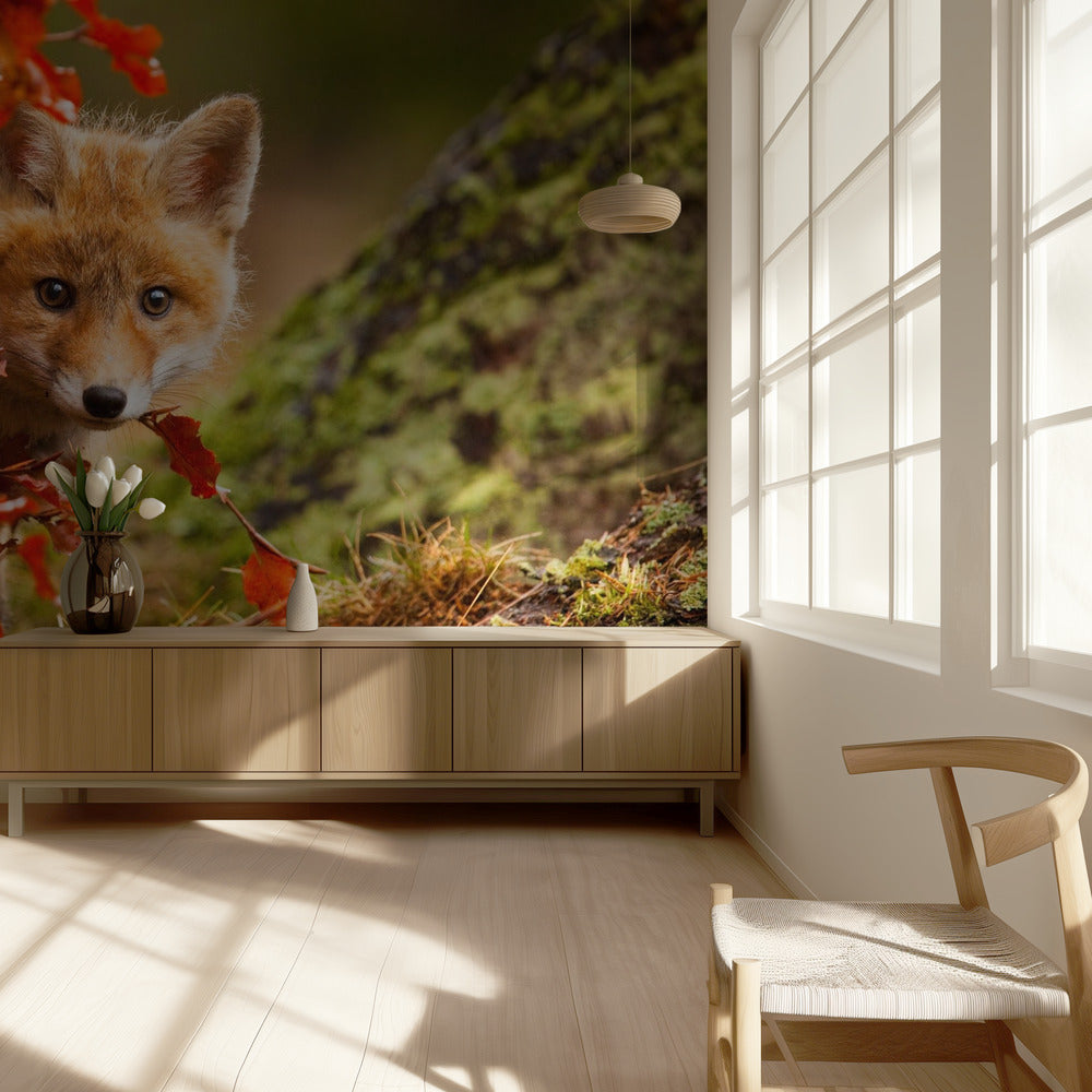 Fox | Wallpaper