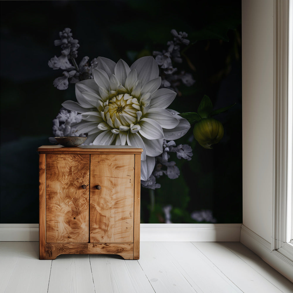 Dahlia flower | Wallpaper