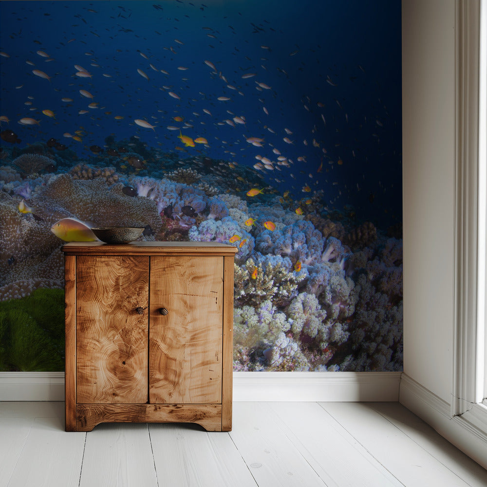 Anemonen und Fahnenbarsche | Hintergrundbild