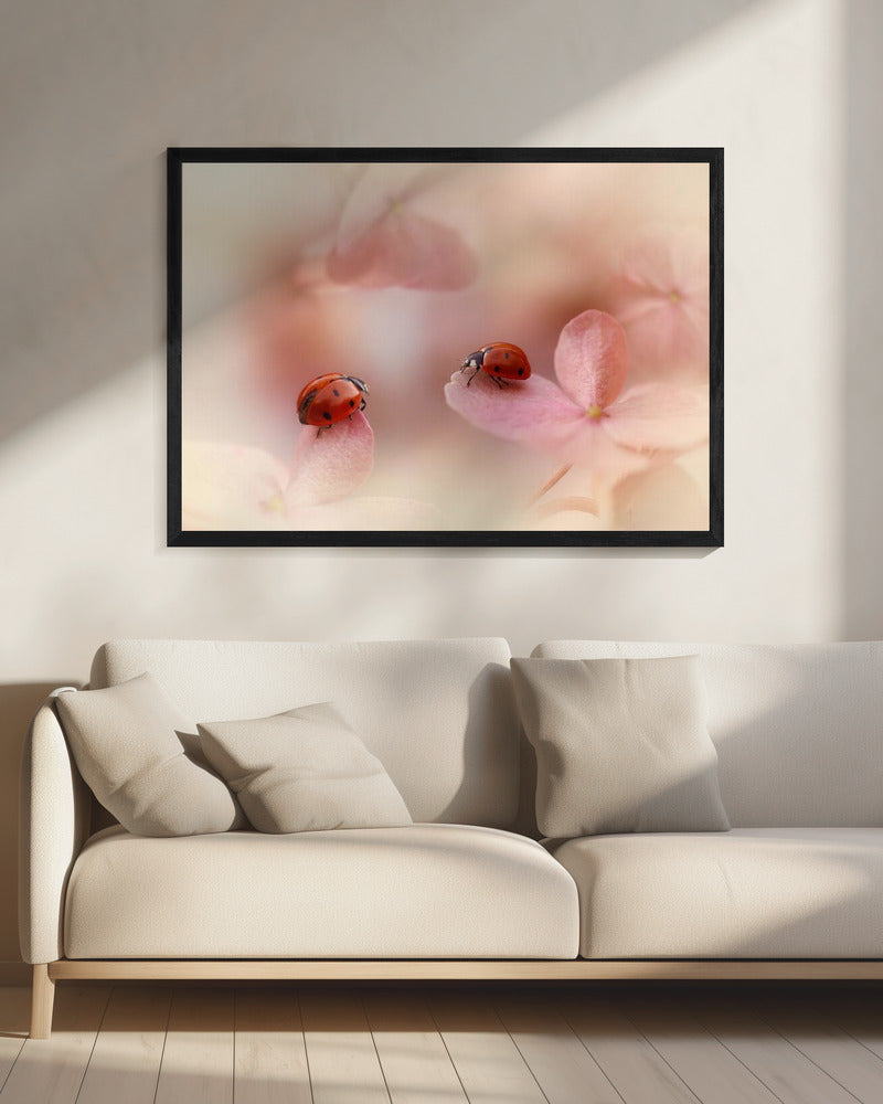 Marienkäfer auf rosa Hortensie. | Leinwand
