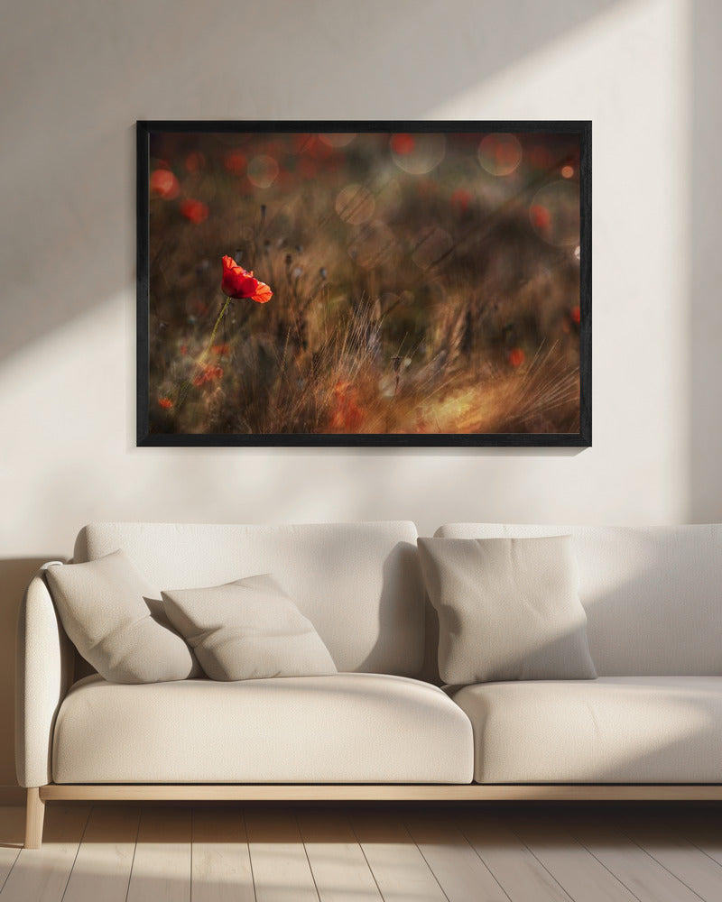 Mohn | Leinwand