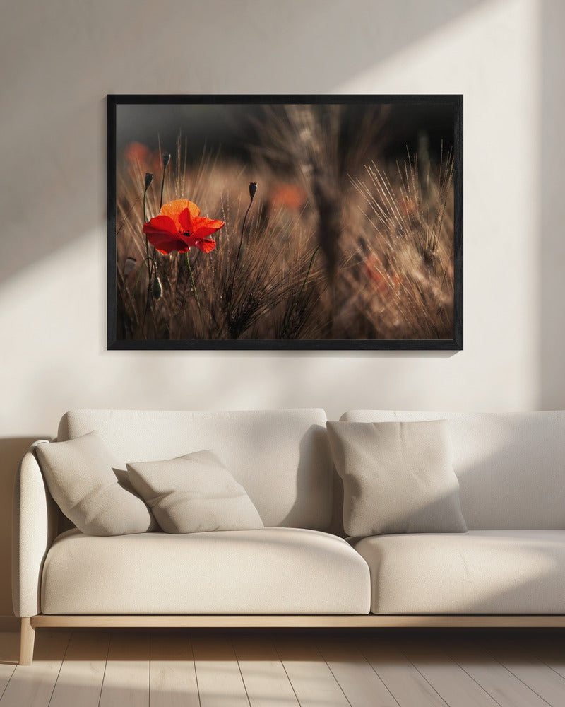 Mohn mit Mais | Leinwand