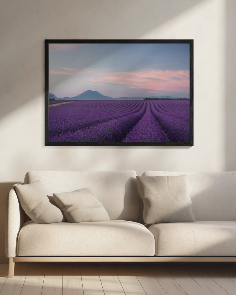 Lavendelfeld | Leinwand