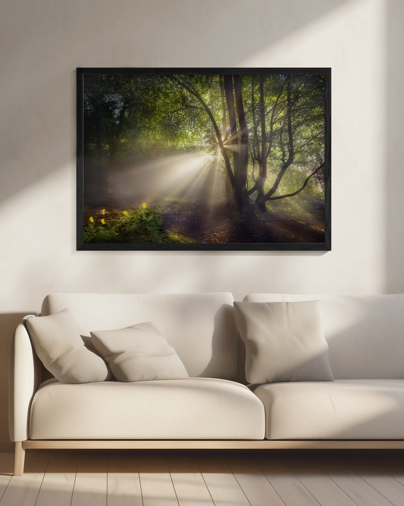 The morning light | Canvas