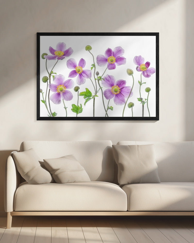 Anemone Japonica | Canvas
